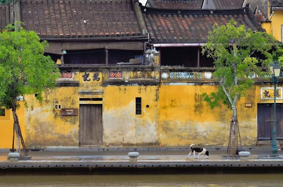 Hoi An Ancient Town is not only famous for its ancient architecture but also for its cozy atmosphere