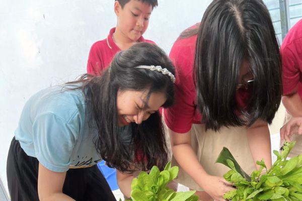 Hướng dẫn trẻ về những kiến thức về cây xanh và cách trồng cây 
