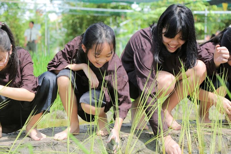 Các bạn học sinh được trải nghiệm trồng lúa trong chuyến thám hiểm văn hóa