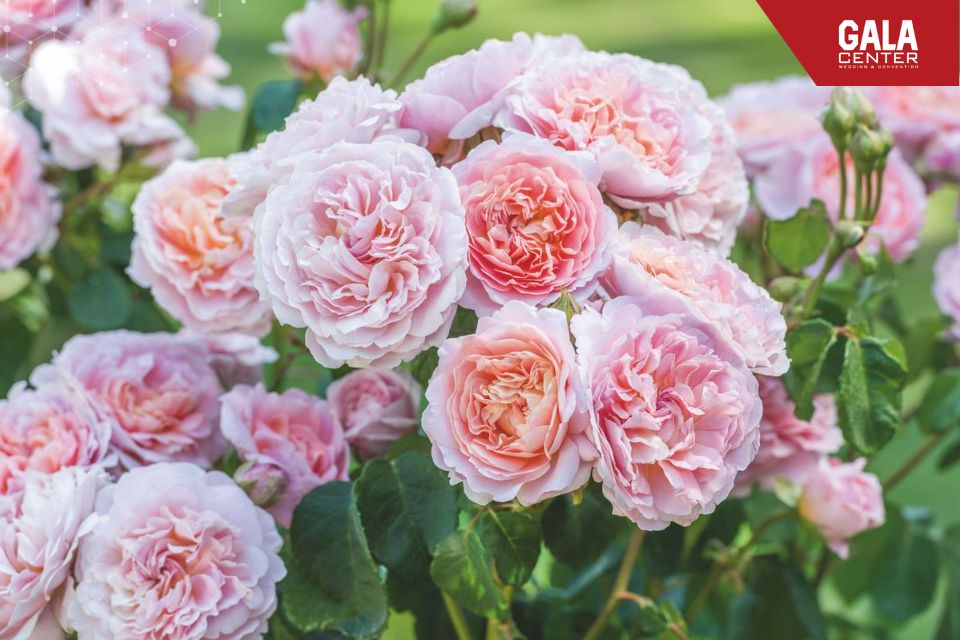 Hoa hồng David Austin thường d&ugrave;ng để trang tr&iacute; lối l&ecirc;n s&acirc;n khấu trong c&aacute;c tiệc cưới cao cấp